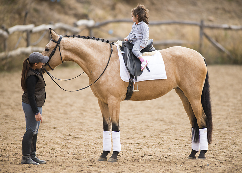 The modern Spanish horse is a horse that is suitable for many purposes.