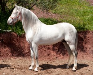 Andalucian horses