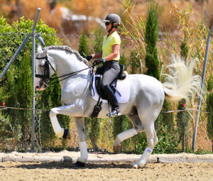 Andalusian Pura Raza Española PRE horses sale