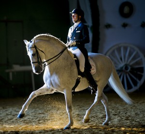 Andalusian Pura Raza Española PRE horses for sale