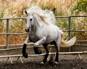 Andalusian horses for sale
